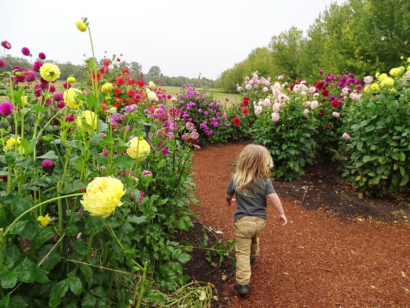 Tennant Lake and Hovander Homestead Trails — Washington Trails Association